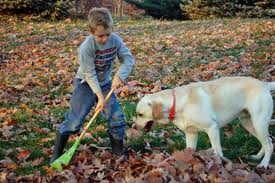 Fall is the perfect time to start a yard business -- with leaf raking.