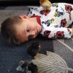 Tuffs Chickens Tuff's Chickens youth-owned business